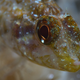 A triplefin with a blue eye “spark,” seen here in its natural habitat. (Image: Nico K. Michiels, Uni Tübingen)